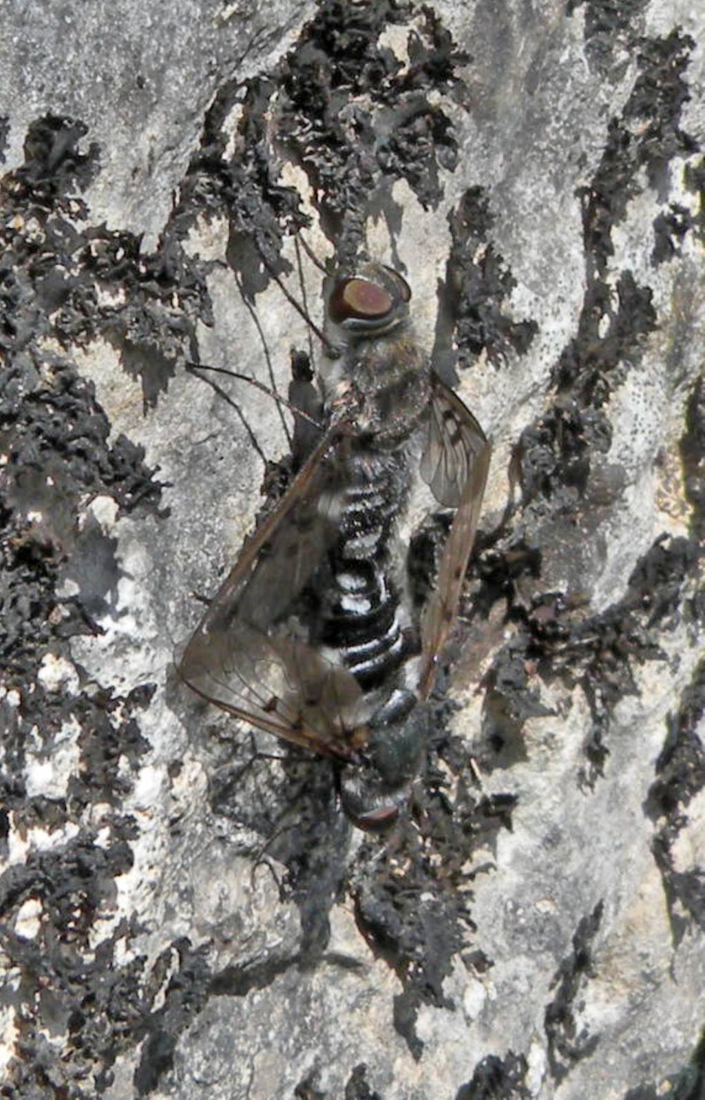 Anthrax binotatus?